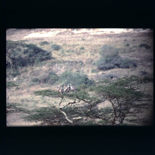 Vultures; Amboseli NP