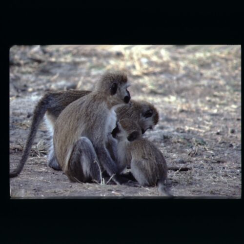 Vervet Monkey