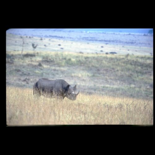 Black Rhinoceros; Amboseli NP