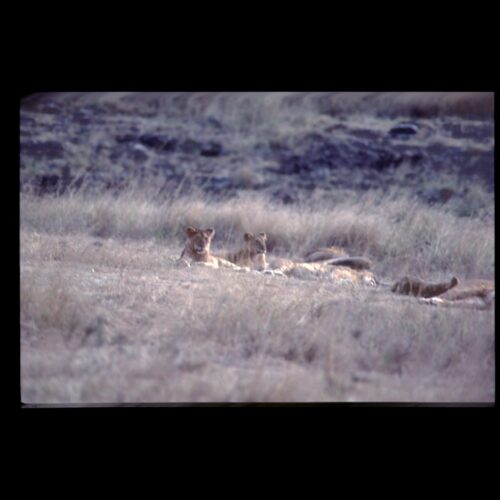 Lion; Amboseli NP