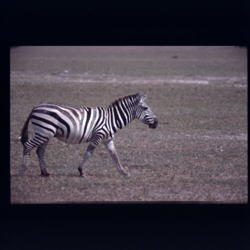 Zebra; Amboseli NP