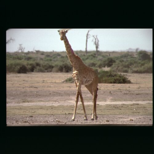 Reticulated Giraffe; Amboseli NP