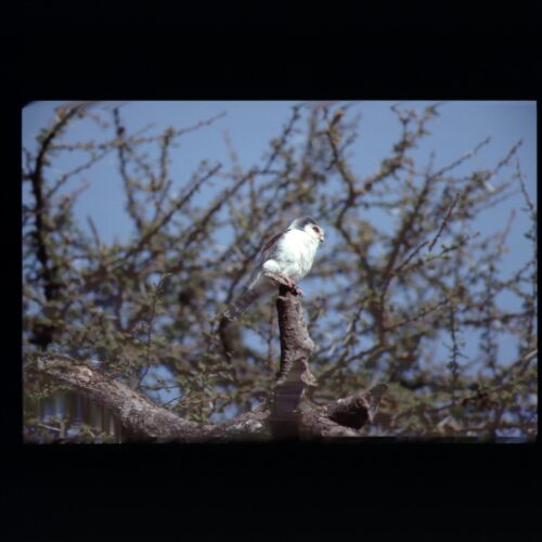 Pygmy Falcon; Amboseli NP