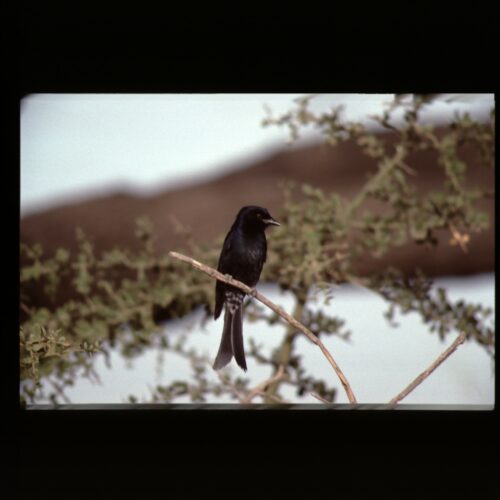 Drongo