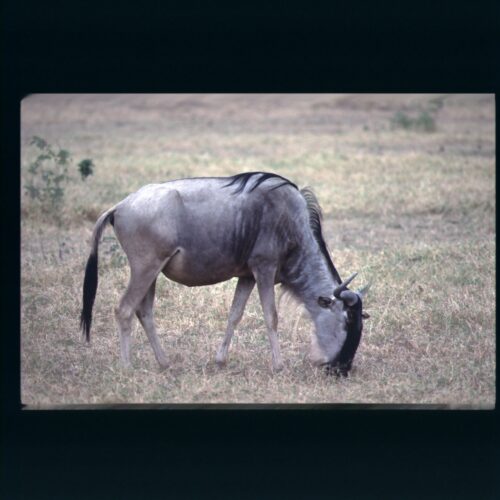 Wildebeest