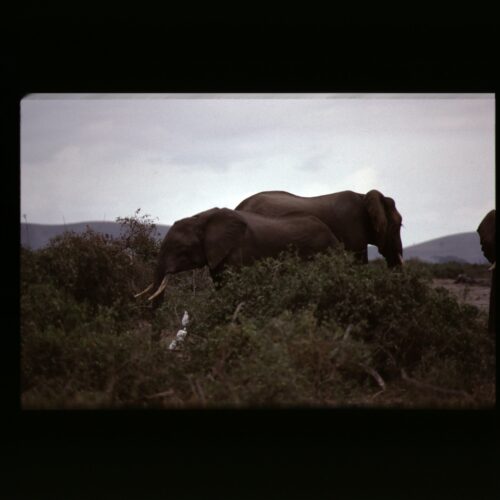 African Elephant; Amboseli NP