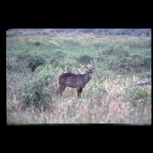 Waterbuck; Amboseli NP