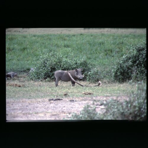 Warthog; Amboseli NP