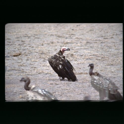 Lappet faced Vulture