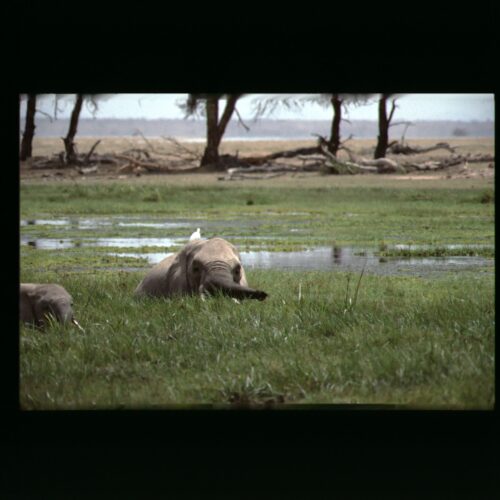 African Elephant; Amboseli NP