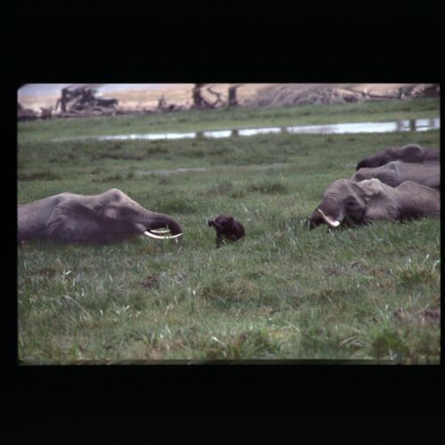 African Elephant; Amboseli NP