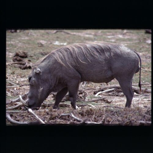 Warthog; Amboseli NP