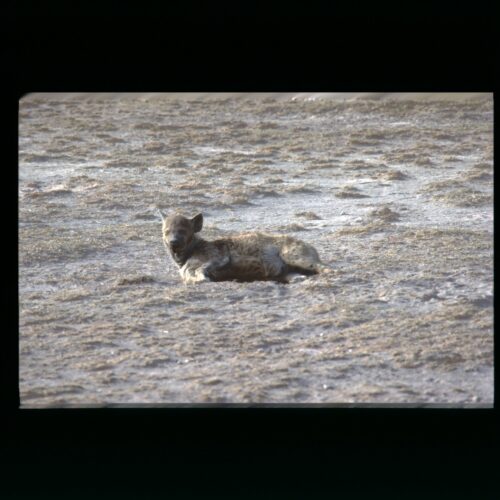 Spotted Hyena; Amboseli NP