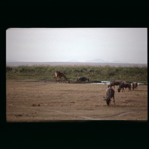 Reticulated Giraffe; Amboseli NP