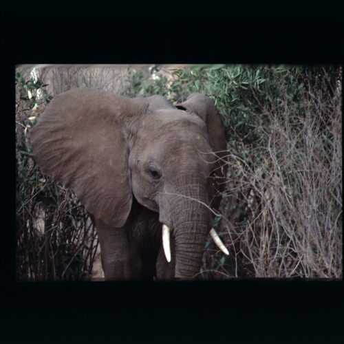 African Elephant; Samburu NP