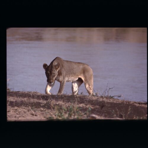 Lion; Samburu NP