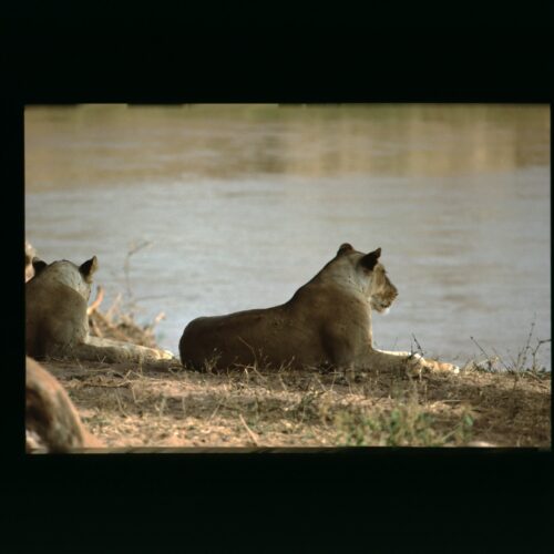 Lion; Nairobi NP