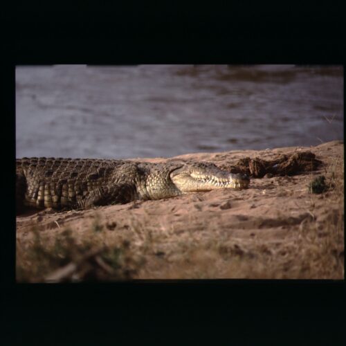 Nile Crocodile; Samburup NP