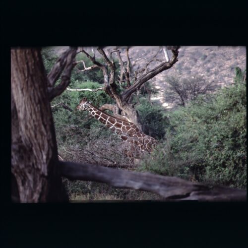 Rotschilds Giraffe; Samburu NP