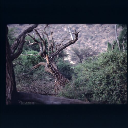 Rotschilds Giraffe; Samburu NP