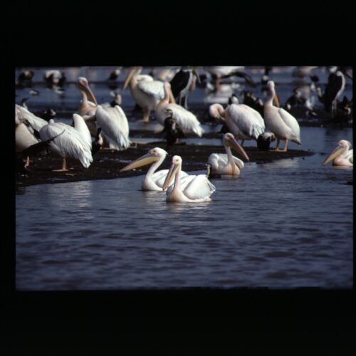 Lake Nakuru