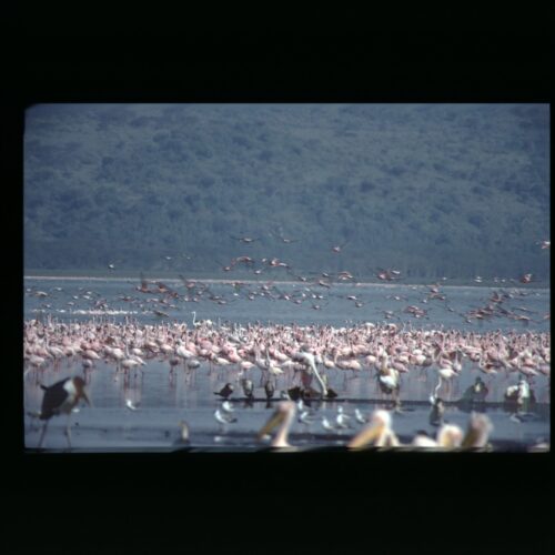 Lake Nakuru