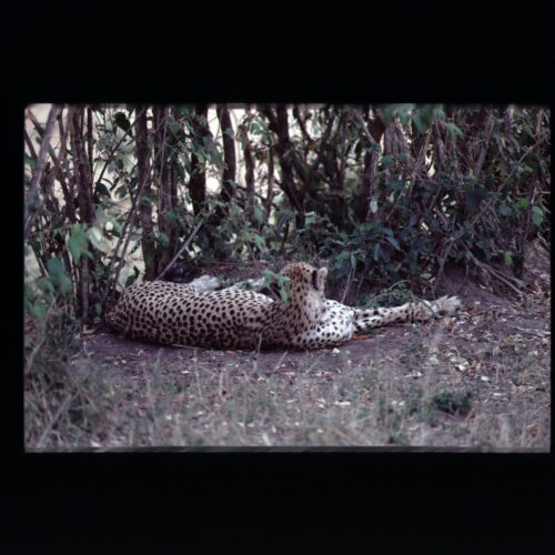 Cheetah; Nairobi NP