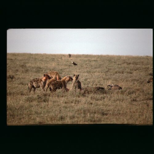 Spotted Hyena; Masai Mara