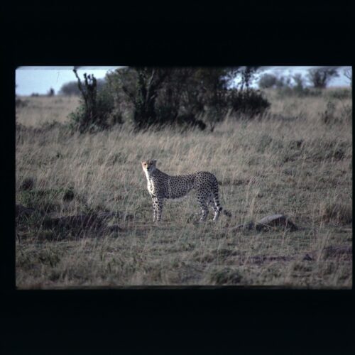 Cheetah; Masai Mara