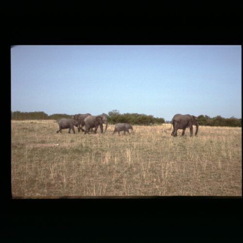 African Elephant; Masai Mara