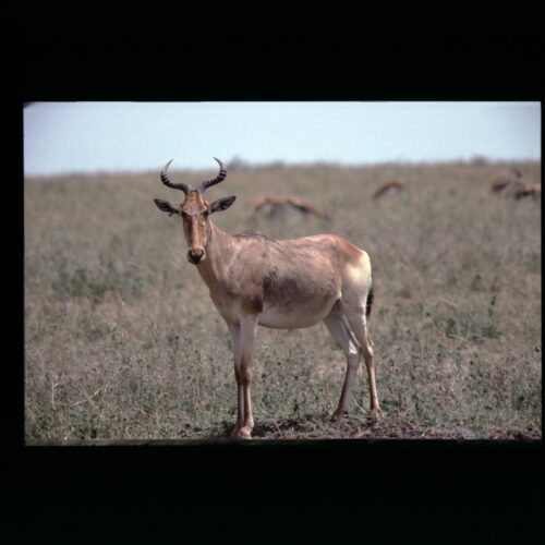 Hartebeest; Nairobi NP