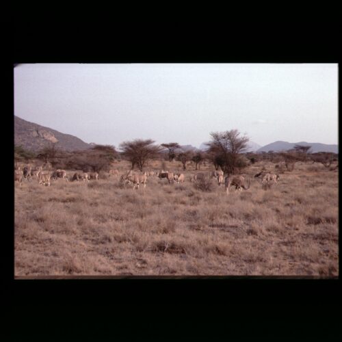 Oryx; Samburu NP