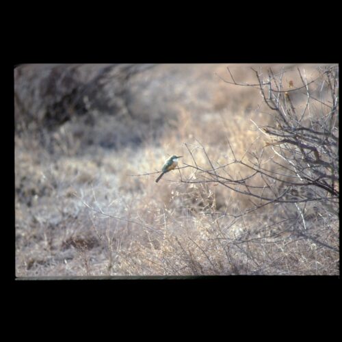 Little Beeeater; Masai Mara