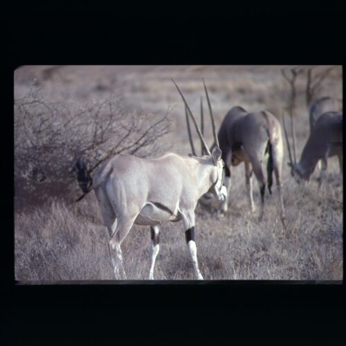 Oryx; Samburu NP