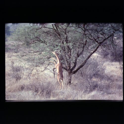 Gerenuk; Samburu NP