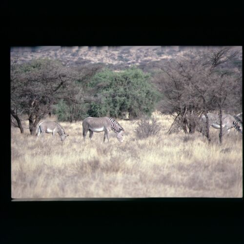 Grevy's Zebra; Samburu NP