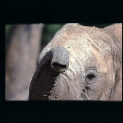 African Elephant; Samburu NP