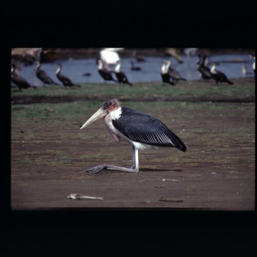 Marabu; Lake Nakuru