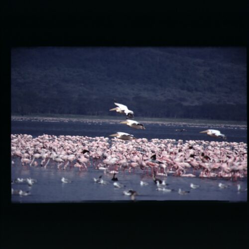 Lake Nakuru