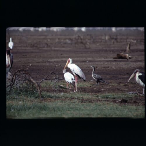 Lake Nakuru