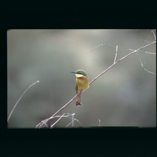 Little Beeeater; Masai Mara