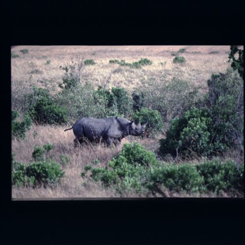 Black Rhino; Masai Mara