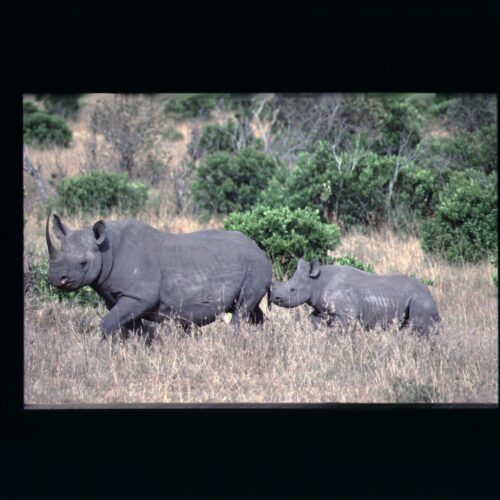 Black Rhino; Masai Mara