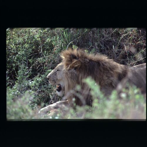 Lion; Masai Mara