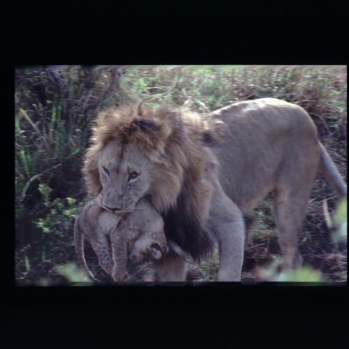 Lion; Masai Mara