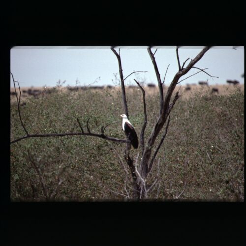 African Fish Eagle; Masai Mara