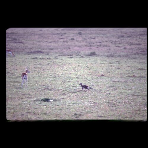 new born Thomsons Gazelle