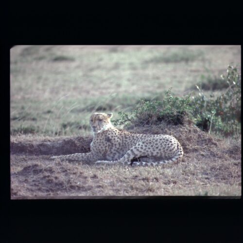 Cheetah; Masai Mara