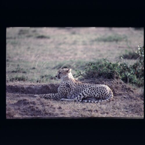 Cheetah; Masai Mara