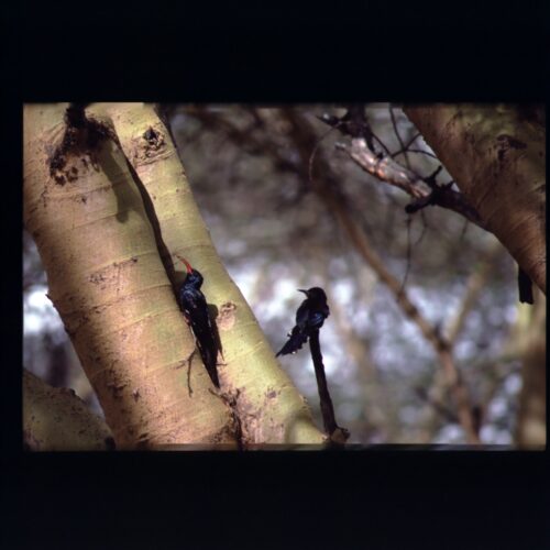 ... Wood Hoopoe; Lake Naivasha